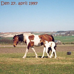Ipsy, born
April 1997 - click for next photo