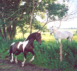 Irish Boy and the mare Valborg, - click!