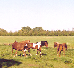 Irish Boy and mares, May 2004