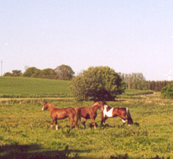 Irish Boy and mares, May 2004