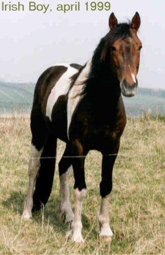Ramona's Irish Boy -- coloured sporthorse