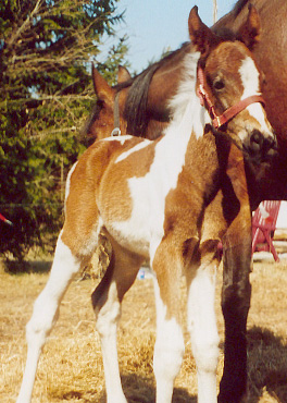 Irish Stahr one day old - click the photo!