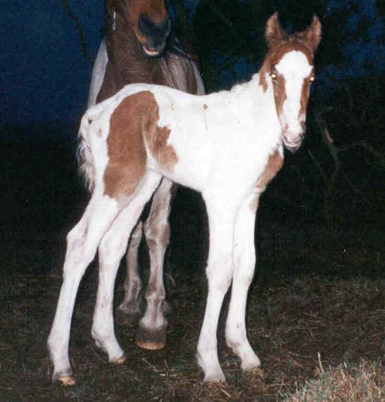 Photo
April 6th. 1999. The colt Irish Sun by Irish Boy as newborn. Dam: Amie