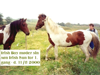 August 2000: Irish Boy and his colt Irish Sun meet eachother for the first time
